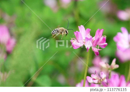レンゲの蜜を吸うハナバチ レンゲの蜜を吸うハナバチ 113776135