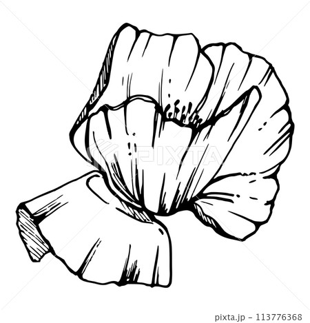 Vector set of elements with hand drawn peony poppy flowers. Isolated on white background. Botanical graphic illustration. Design for invitations, wedding, love or greeting cards, paper, print, textile 113776368