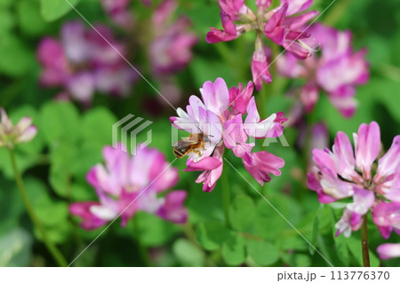 レンゲの蜜を吸うハナバチ レンゲの蜜を吸うハナバチ 113776370