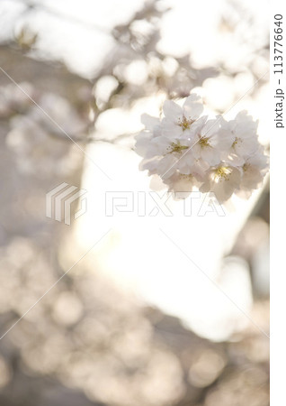 桜とツボミ 縦構図2 桜とツボミ 縦構図2 113776640