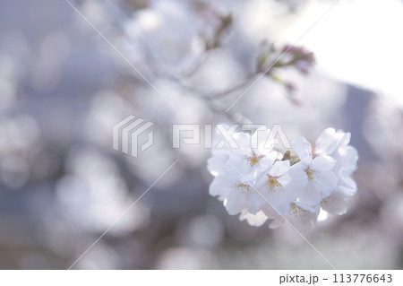 桜とツボミ　横構図3 113776643