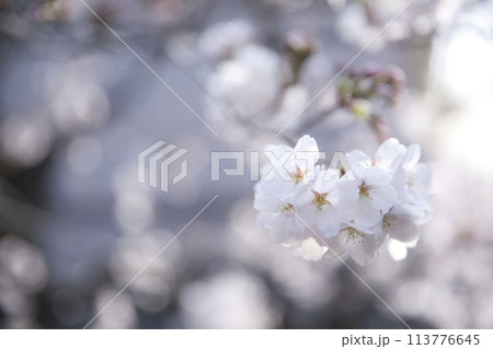 桜とツボミ 横構図5 桜とツボミ 横構図5 113776645
