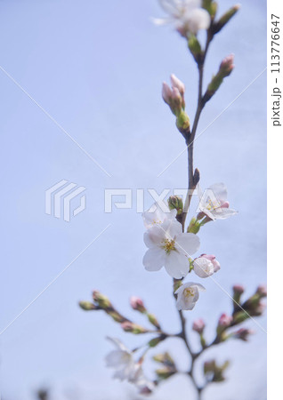 桜とツボミ　縦構図3 113776647