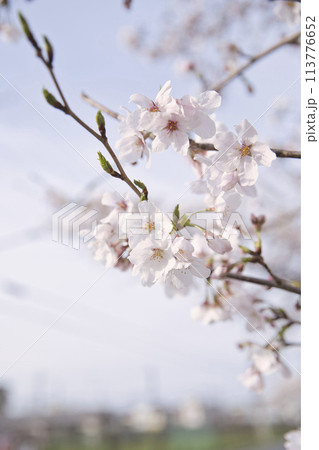 桜とツボミ 縦構図6 桜とツボミ 縦構図6 113776652