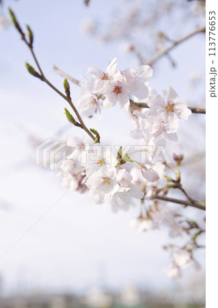 桜とツボミ 縦構図7 桜とツボミ 縦構図7 113776653
