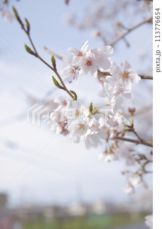 桜とツボミ　縦構図8 113776654