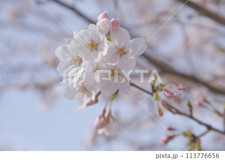 桜とツボミ　横構図8 113776656