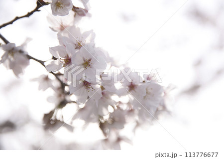 桜とツボミ　横構図18 113776677