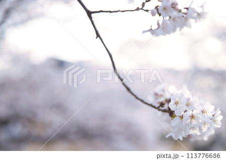 桜とツボミ 横構図25 桜とツボミ 横構図25 113776686