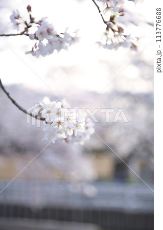 桜とツボミ　縦構図13 113776688