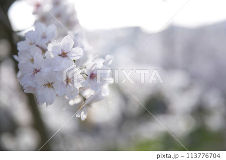 桜とツボミ 横構図27 桜とツボミ 横構図27 113776704
