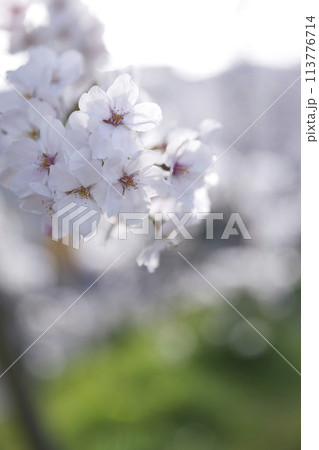 桜とツボミ 縦構図15 桜とツボミ 縦構図15 113776714