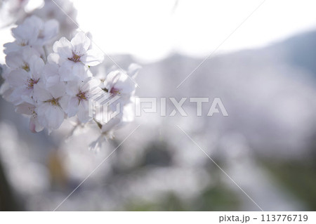 桜とツボミ 横構図32 桜とツボミ 横構図32 113776719
