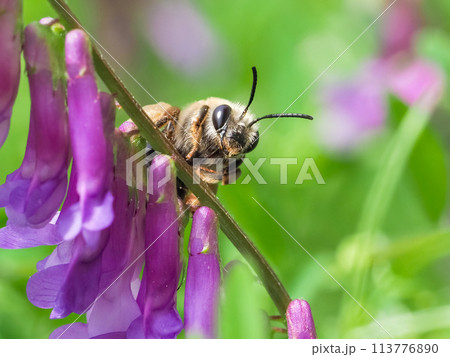 ミツバチ 113776890