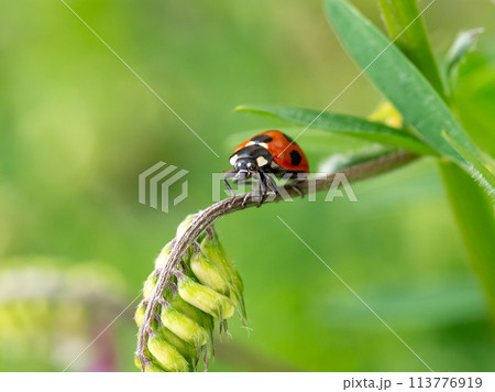 ナナホシテントウ 113776919
