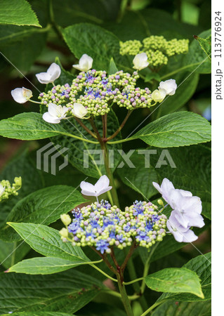 青いガクアジサイ 113776924