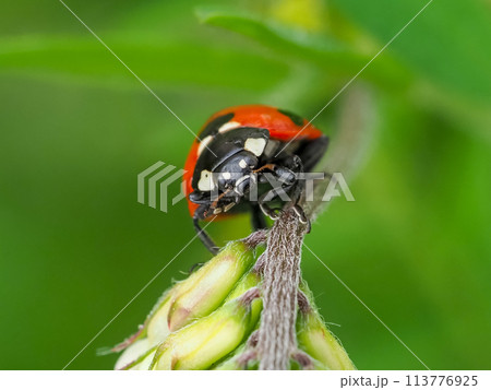ナナホシテントウ 113776925