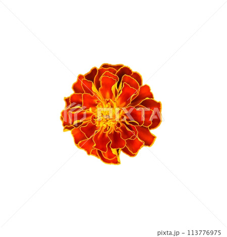 Close-up image of a marigold showcasing its intricate petal structure and vivid colors; suitable for botanical studies, gardening websites, or floral designs. 113776975