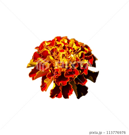Floral Simplicity 113776976