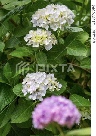 白い紫陽花 113776994