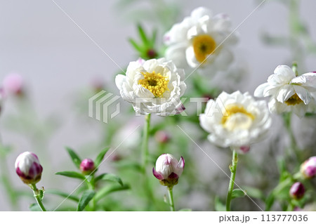 花かんざし 花かんざし 113777036