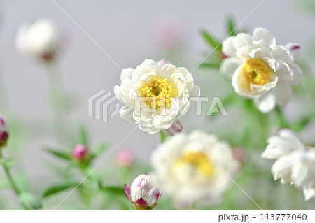 花かんざし 113777040