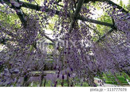 藤の花のある風景 藤の花のある風景 113777076