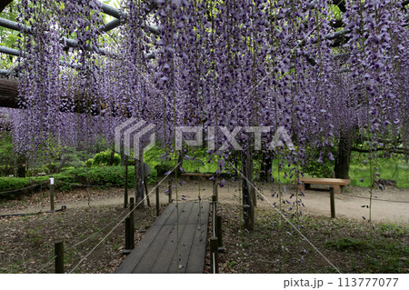 満開になった藤の花 満開になった藤の花 113777077