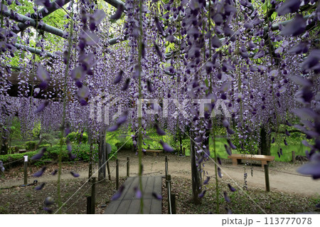 満開の藤の花が美しい藤 113777078