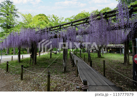 藤棚のある風景 藤棚のある風景 113777079