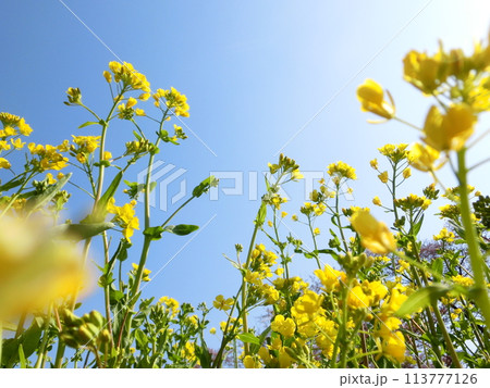 菜の花の輝き-2 113777126