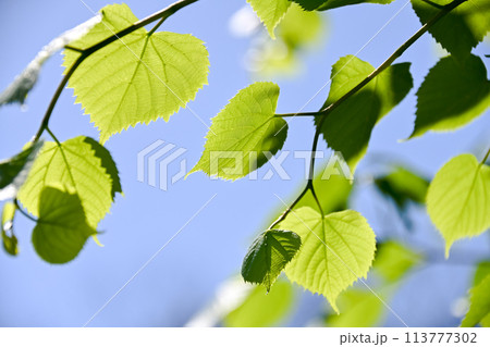 爽やかな新緑イメージ素材 113777302
