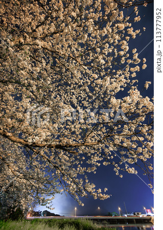 夜桜 夜桜 113777952