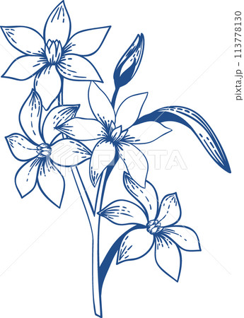 White flax flowers. Garden plants. Hand drawn illustration. Blue drawing. White flax flowers. Garden plants. Hand drawn illustration. Blue drawing. 113778130
