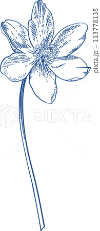 Anemone. Vintage floral illustration. Linear art. Blue. Anemone. Vintage floral illustration. Linear art. Blue. 113778135