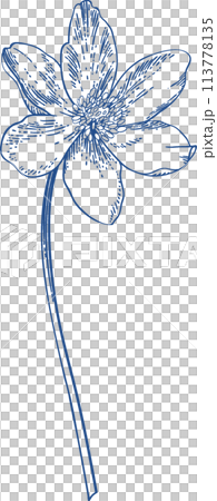 Anemone. Vintage floral illustration. Linear art. Blue. Anemone. Vintage floral illustration. Linear art. Blue. 113778135
