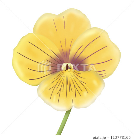 yellow flowers isolated on white background 113778166
