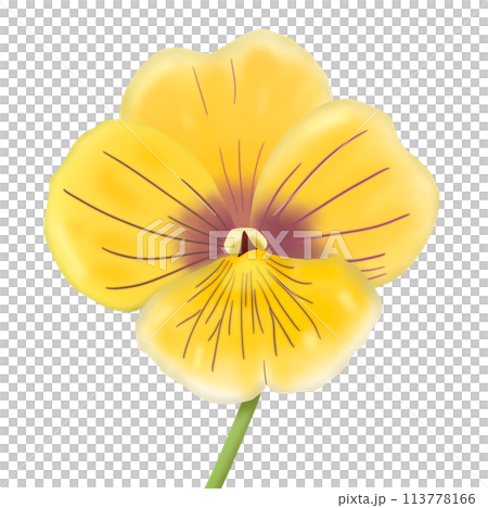 yellow flowers isolated on white background 113778166