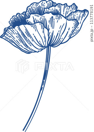 Poppy. Blooming poppy. Vintage hand drawn illustration. Blue. Line art style. 113778191