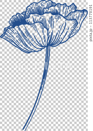 Poppy. Blooming poppy. Vintage hand drawn illustration. Blue. Line art style. 113778191