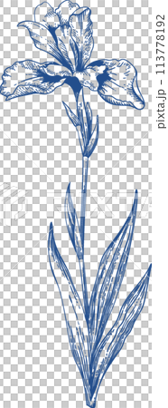 Blooming poppy. Spring hand drawn illustration. Engraving style. Blue. Blooming poppy. Spring hand drawn illustration. Engraving style. Blue. 113778192