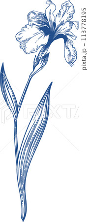 Iris. Blue monochromatic pattern. Garden plants. Vintage hand drawn illustration. Linear art. 113778195