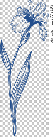 Iris. Blue monochromatic pattern. Garden plants. Vintage hand drawn illustration. Linear art. 113778195