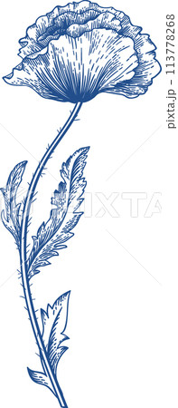 Poppy. Blooming poppy. Vintage hand drawn illustration. Blue. Linear art. 113778268
