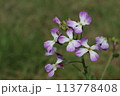 ハマダイコンの花 113778408
