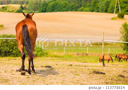 Majestic graceful brown horse in meadow. 113778814