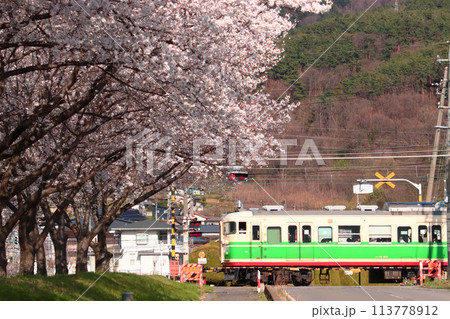満開の桜並木が美しい春のテクノさかき 満開の桜並木が美しい春のテクノさかき 113778912