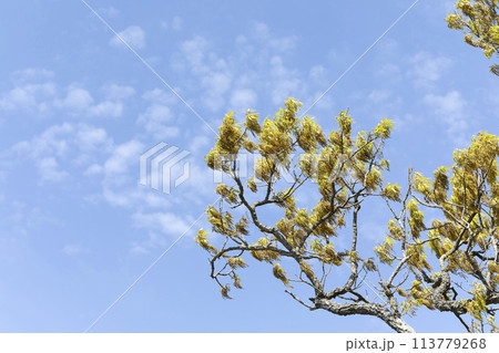 コナラ コナラ 113779268