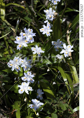 シャガの花 シャガの花 113779287