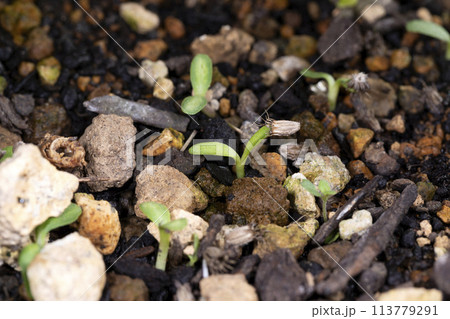 ソナレマツムシソウの発芽 ソナレマツムシソウの発芽 113779291